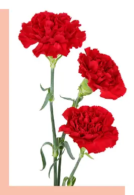 Imagen de Clavel Flores El Zorro