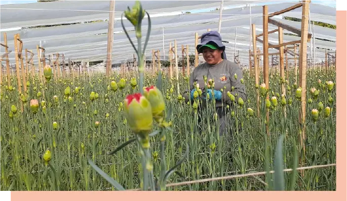 Imagen de Corte Flores El Zorro